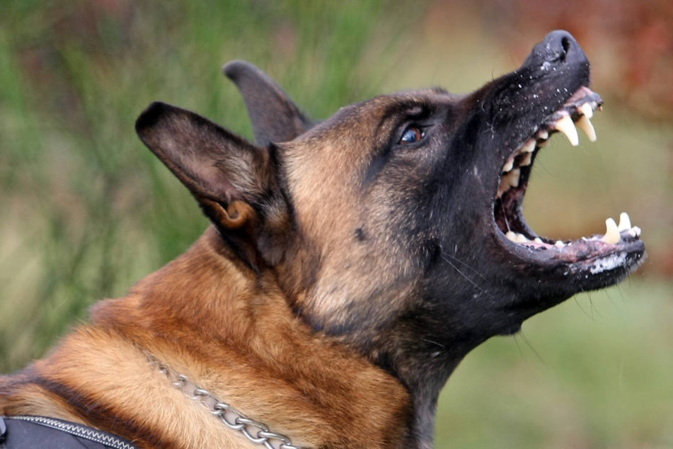 Der Schäferhund biss drei Beamten in Arme und Beine. (Symbolbild)