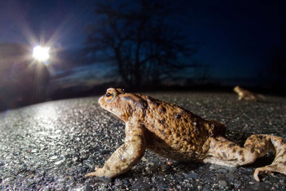 Die Krötenwanderung beginnt: Die ersten Tiere machen sich bei feuchtem und mildem Wetter auf den Weg zu ihren Laichgewässern.