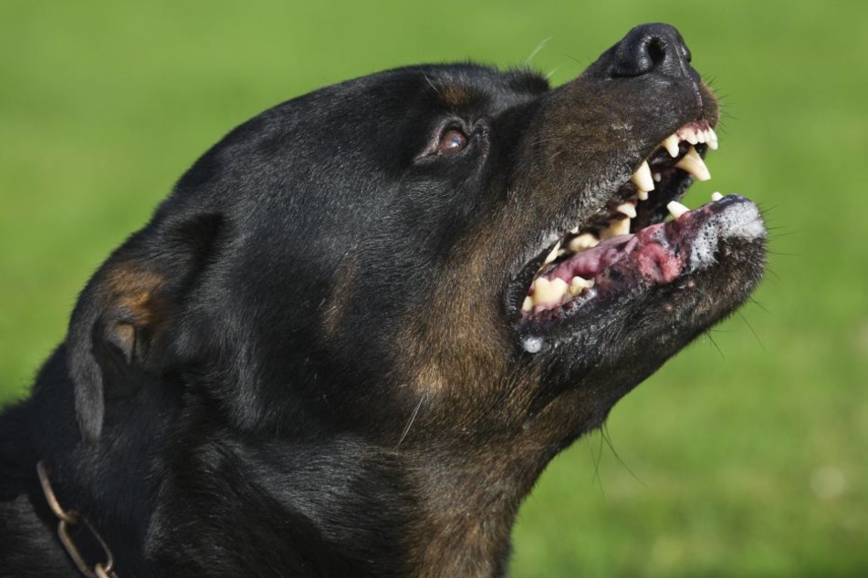 Im Dresdner Stadtteil Meußlitz zerlegten zwei Rottweiler ein VW Golf. (Symbolbild)
