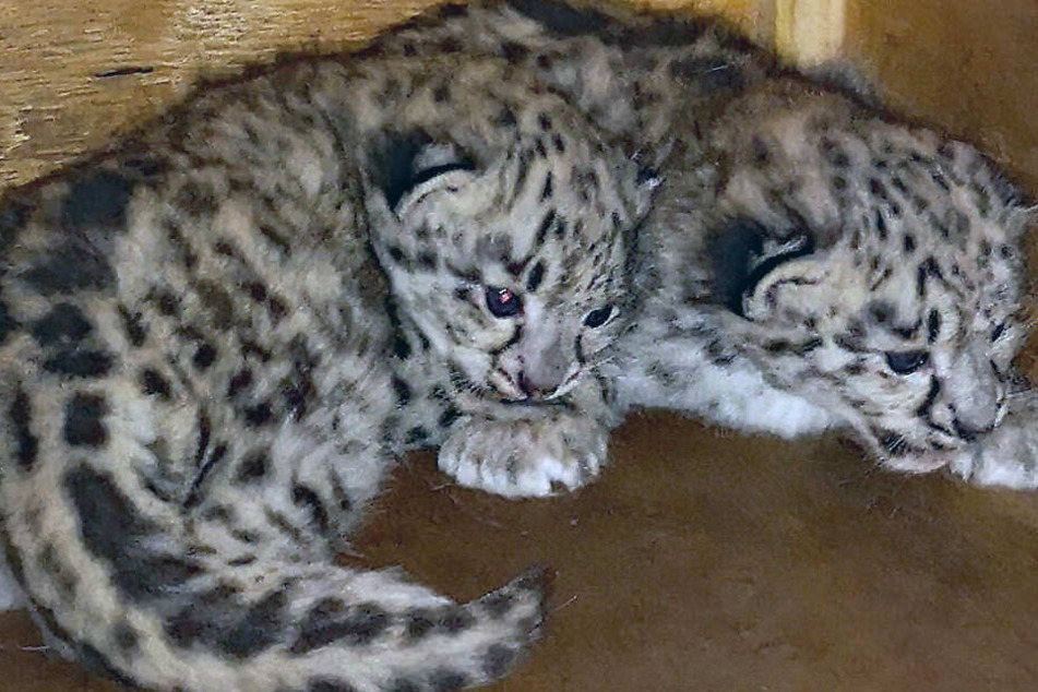 Eine Weile müssen sich die Zoo-Besucher noch gedulden, um die Lieblinge persönlich zu Gesicht zu bekommen.