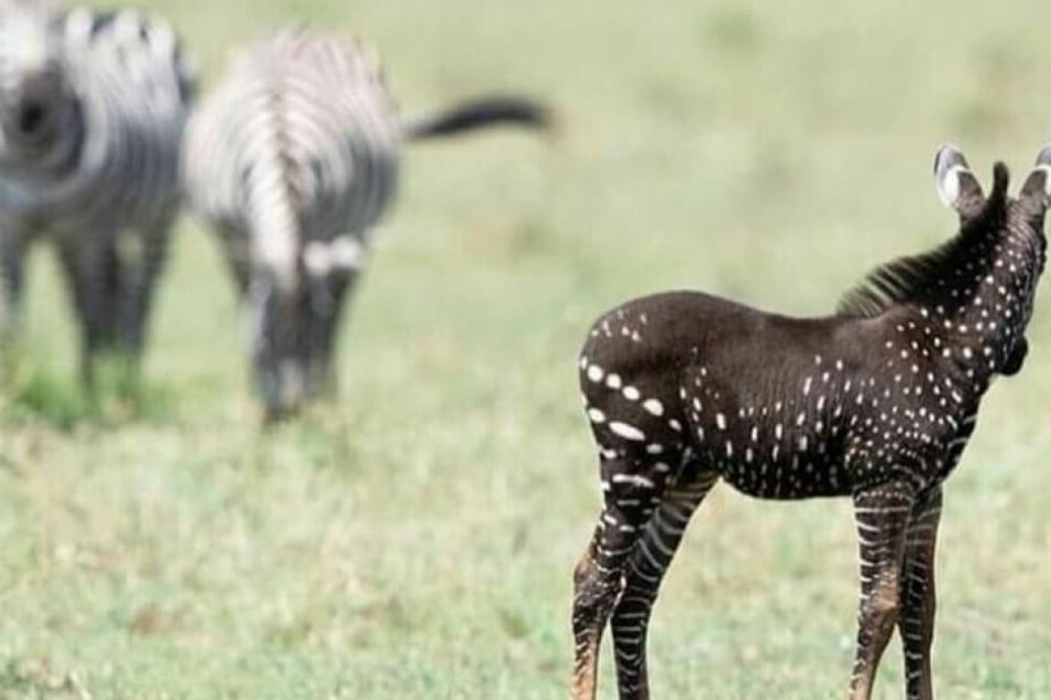 Anthony Tira hat dieses seltene Zebra entdeckt.
