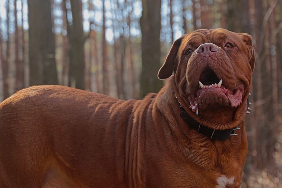 Zwei Bordeauxdoggen töteten ihre Besitzer (Symbolbild).