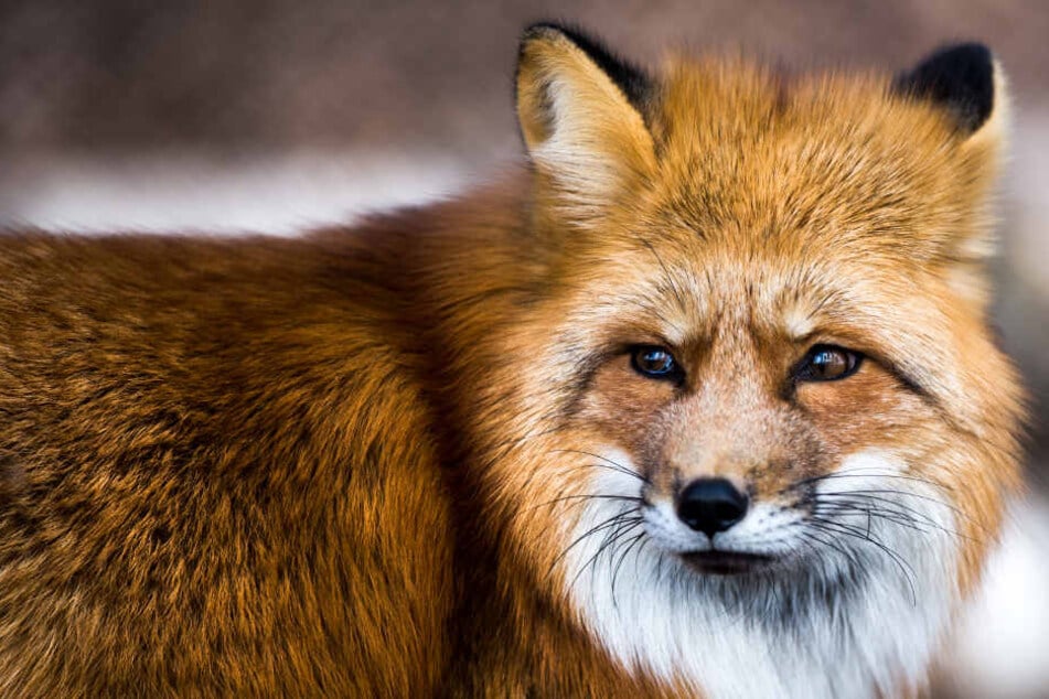 In Europa leben die Erreger des Fuchsbandwurms vor allem im Darm von Rotfüchsen.