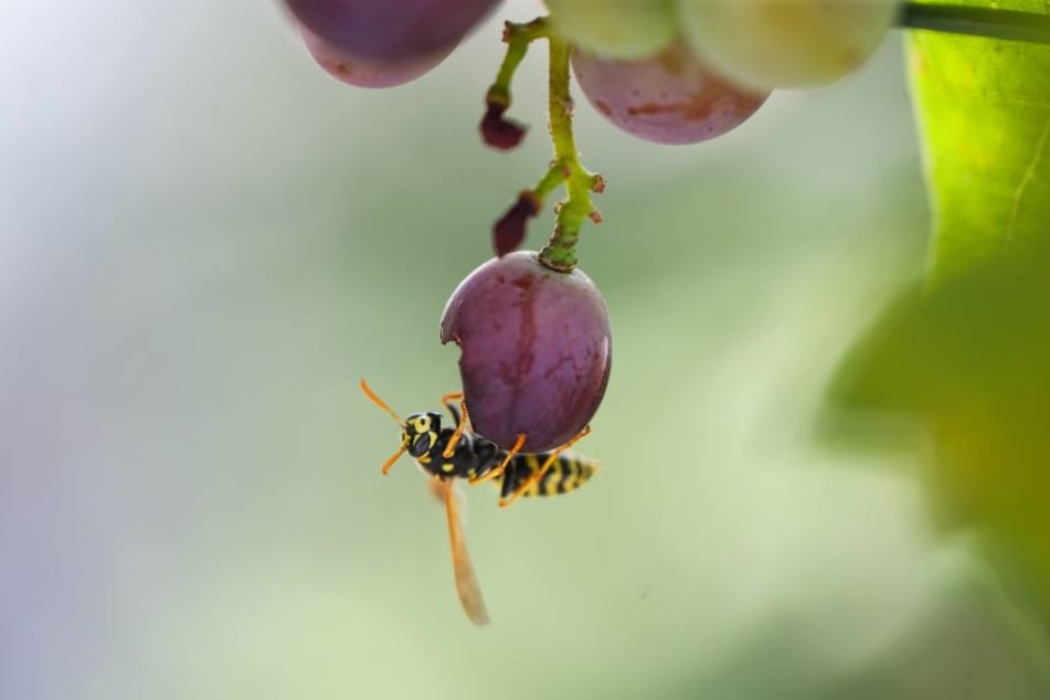 Wespen sind lästig, helfen aber im Garten durchaus auch aus, in dem sie kleinere Schädlinge essen.