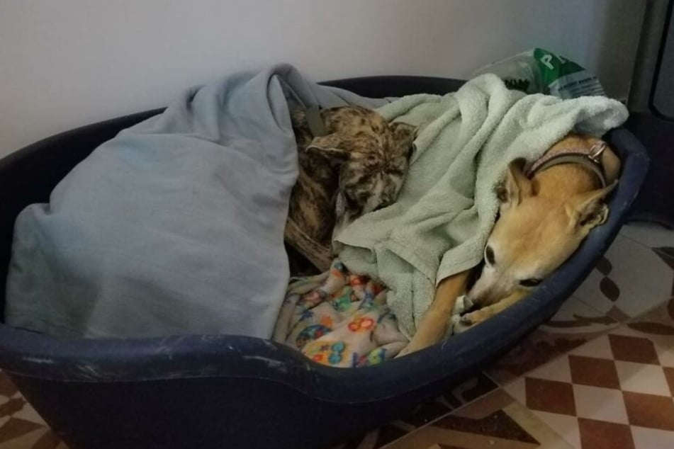 Mittlerweile lebt Matilda, die nun Dizzy heißt, in einer neuen Familie. Dort geht es ihr sichtlich gut.