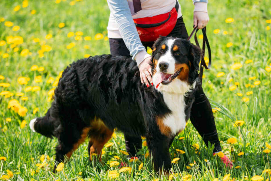 Die Frau war mit drei schweren Berner Sennenhunden unterwegs.
