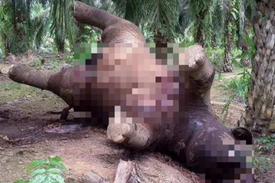Einfach barbarisch: Wilderer töten Zwerg-Elefanten in Borneo wegen der Stoßzähne.