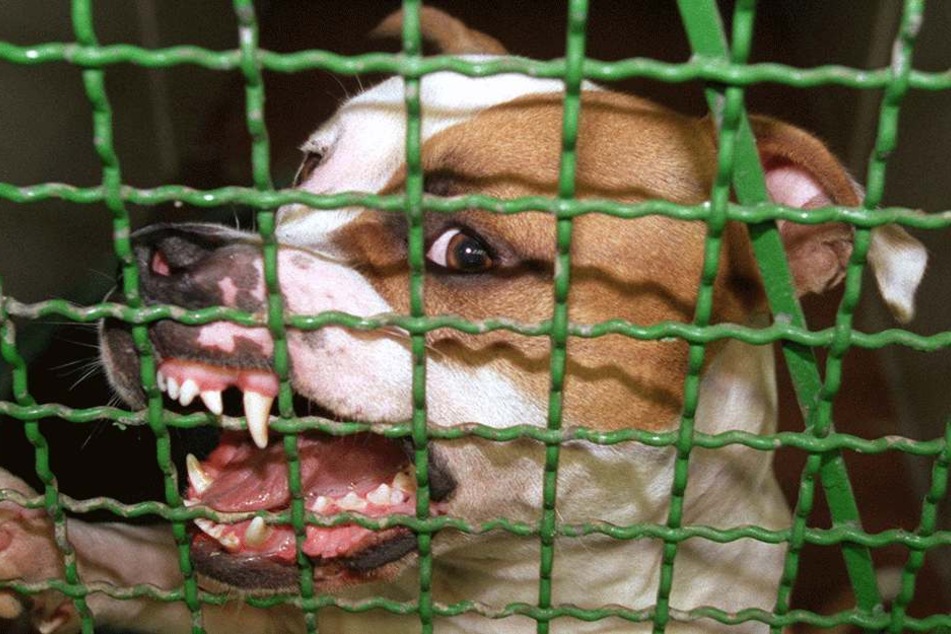 Pitbulls können tödliche Waffen sein (Symbolbild).