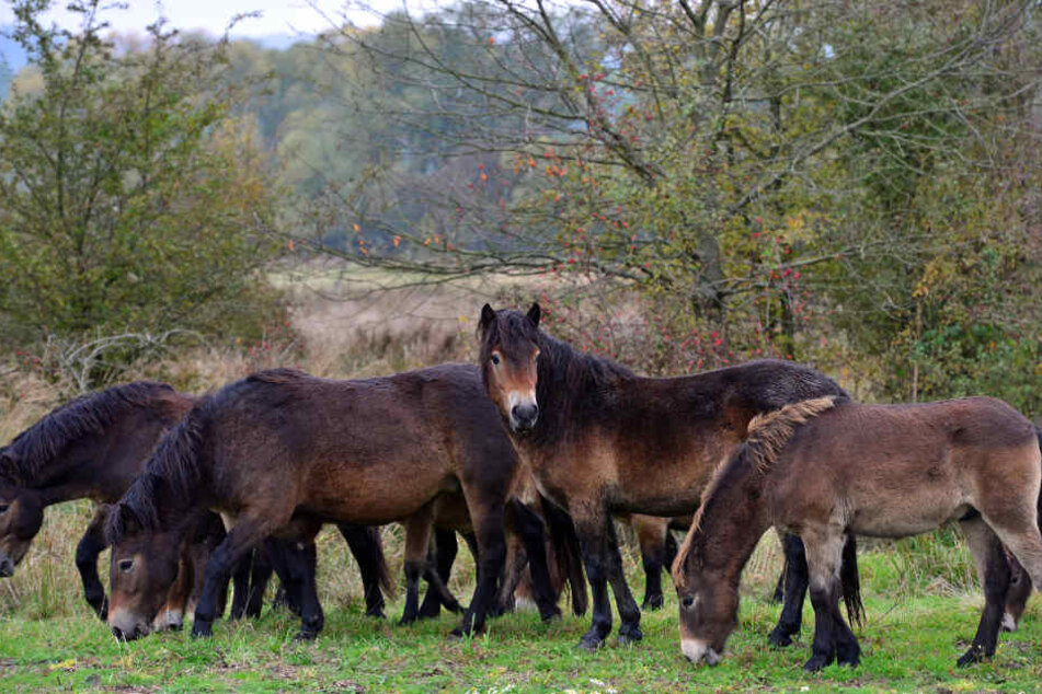 Die Ponys waren aus ihrer Koppel ausgebrochen. (Symbolbild)