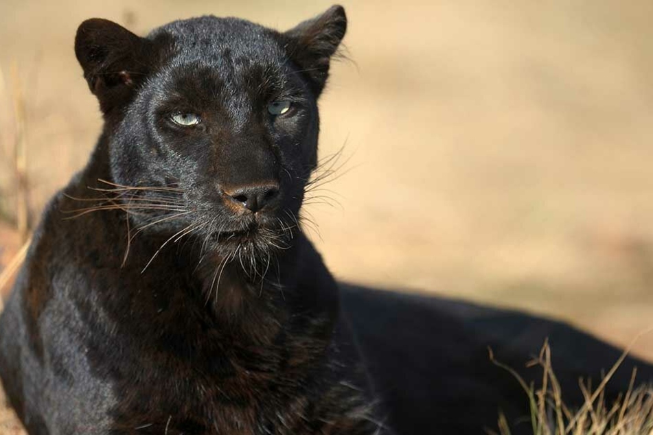 Eine schwarzer Jaguar griff im Zoo eine Frau an, die eine Absperrung überstiegen hatte.