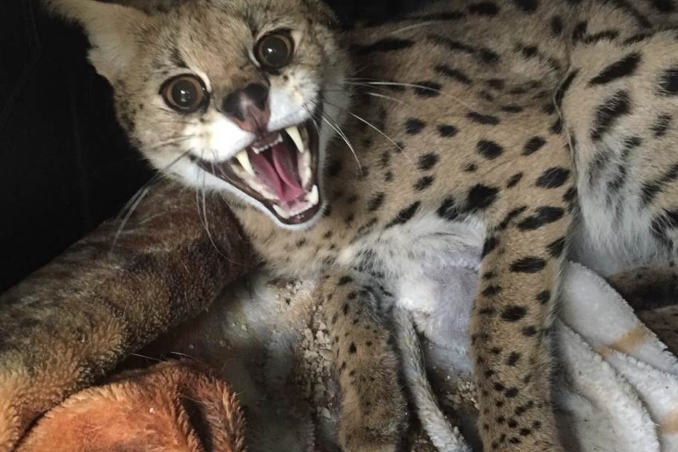 Der Serval stammt aus Afrika und ist eine geschützte Wildkatzenart.