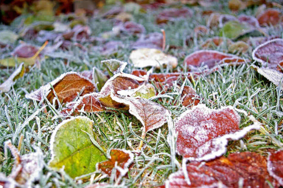 Noch liegt der Rasen
unter Laub und Frost begraben, doch in wenigen Wochen beginnt die Saison.