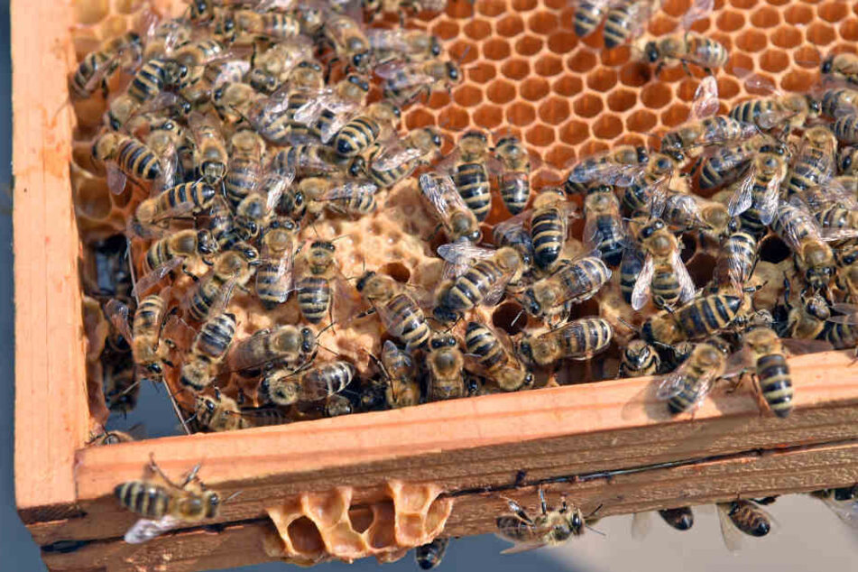 In Westhessen wurde einem Mann ein Bienenvolk geklaut. Nun sucht die Polizei auf Facebook nach Hinweisen. (Symbolbild)