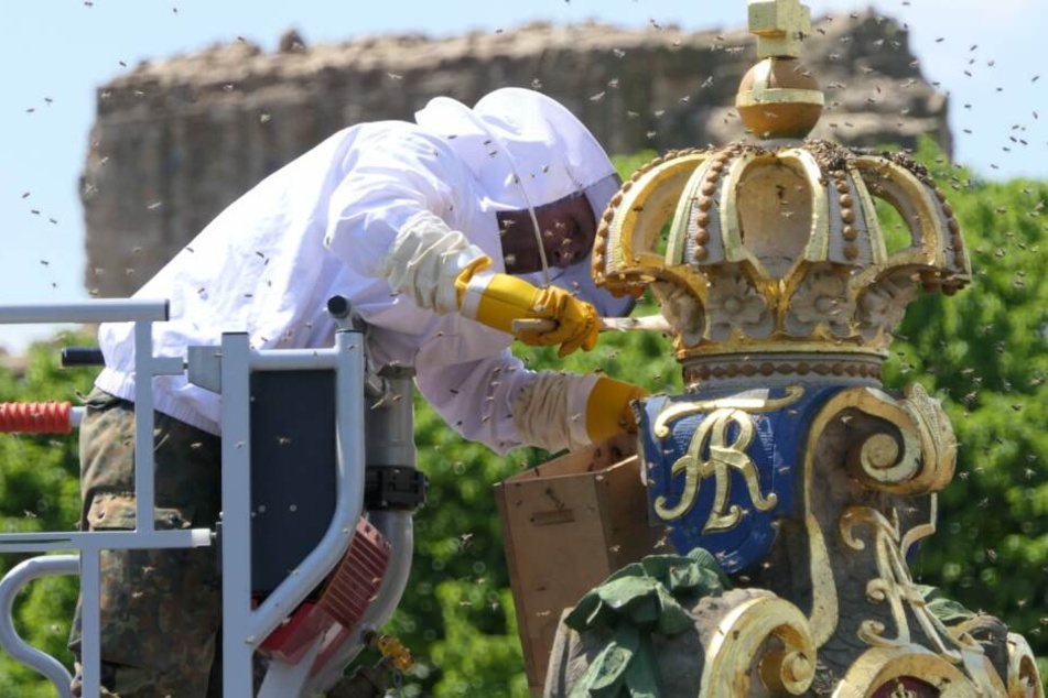 In Grimma hat ein Bienenvolk die Pöppelmannbrücke besetzt.