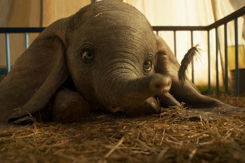 Ein Wunder: Dumbo verschluckt eine Feder, muss niesen und fliegt zum ersten Mal!