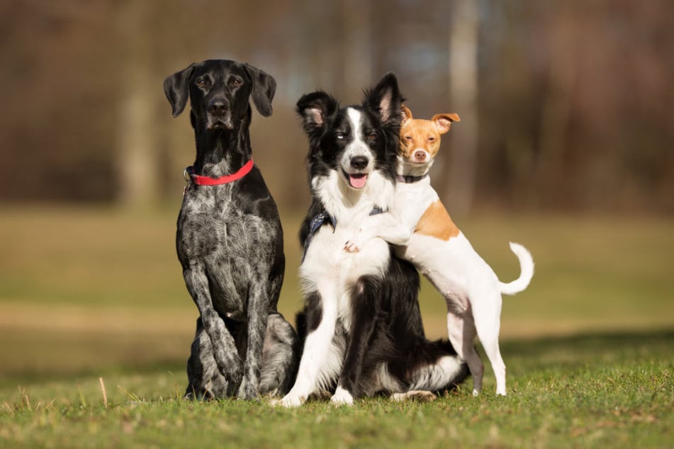 Wuff: Mittlerweile leben 14 000 Hunde in Dresden, deutlich mehr als noch vor zehn Jahren.