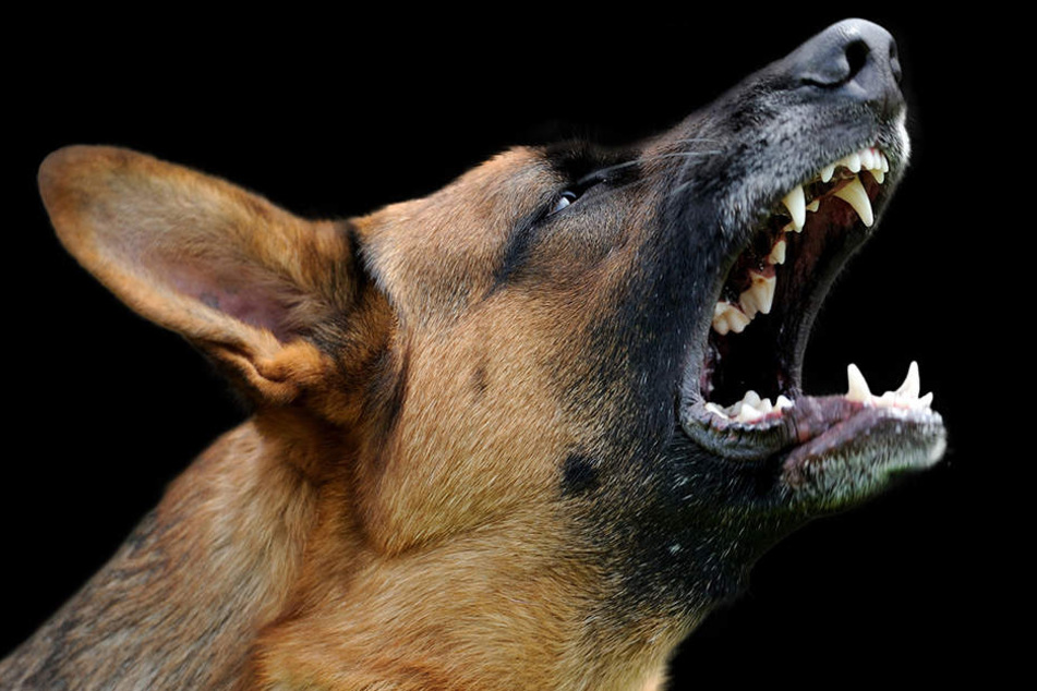 Schon häufiger war der Schäferhund einer Halterin aus Spenge negativ aufgefallen. Jetzt biss er einen Terrier zu Tode. (Symbolbild)