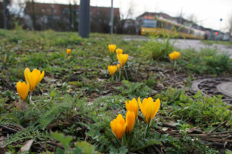 Die ersten Blüten stehen in den Startlöchern.