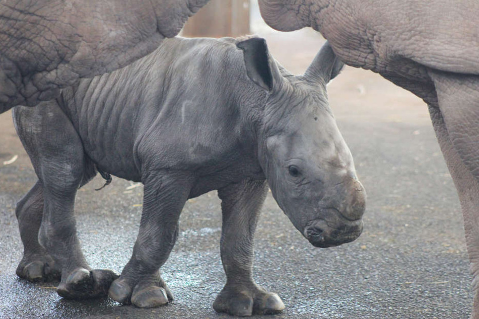 Das kleine Nashorn wird von seiner Mama nicht aus den Augen gelassen.