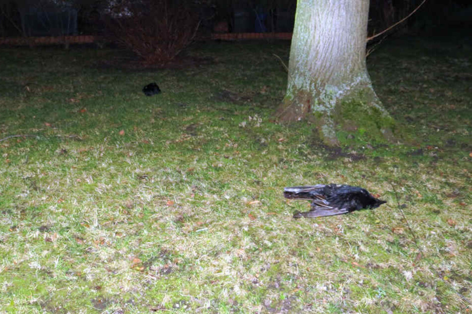 Einer der geschossenen Raben auf der Wiese der Wohnsiedlung - nicht der erste getötete Vogel hier.