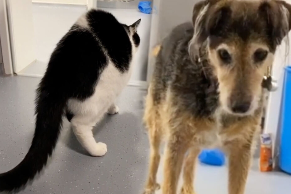 Dem Terrier Lupo ist das Verhalten der Katze nicht ganz geheuer.