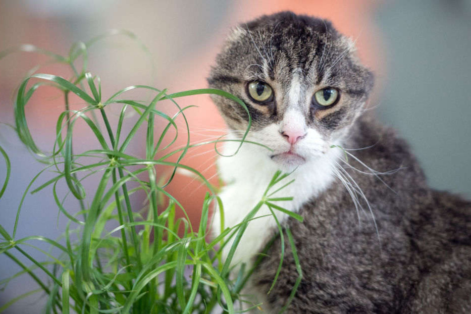 Der berühmte Kater ist seinen Haltern entlaufen.