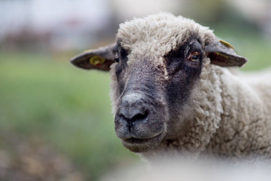Das Muttertier wurde von den Tätern in der Nähe des Tierparks fachmännisch geschlachtet. (Symbolbild)