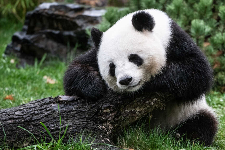 Ist Panda-Dame Meng Meng etwa schwanger?