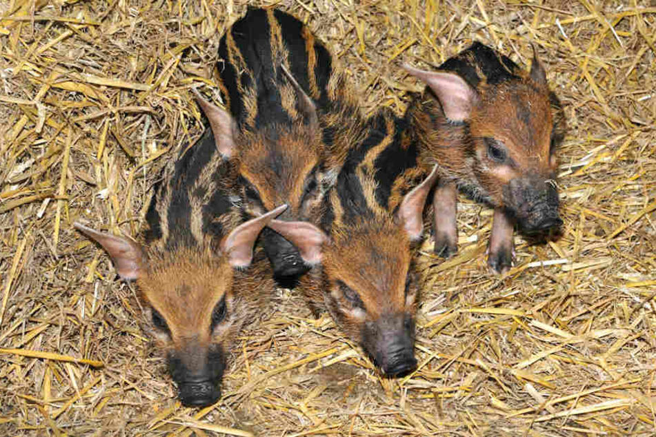 Kölner Zoo empfängt vier neue die Pinselohr-Frischlinge.