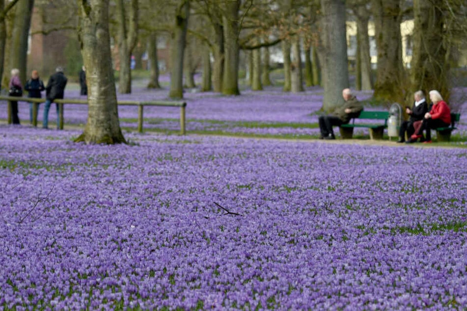Ein Meer aus blühenden Krokussen bedeckt die Anlagen rund um das Schloss in Husum, Schleswig Holstein. Am Wochenende wird hier das traditionelle Krokusblütenfest gefeiert.