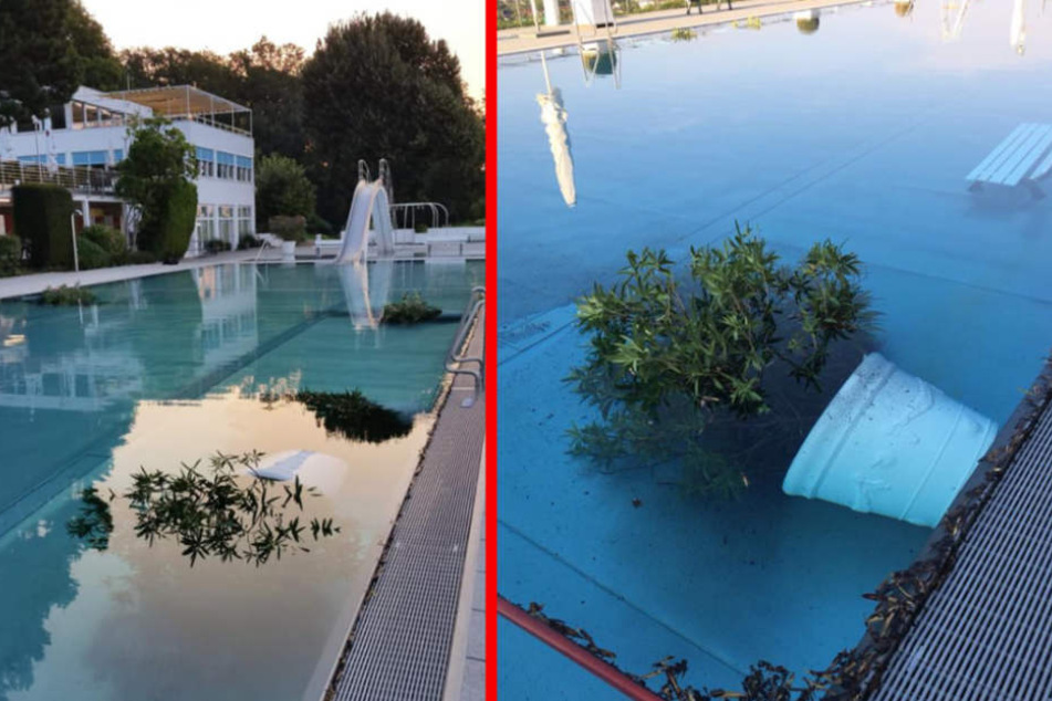 Die Täter versenkten Pflanzenkübel und Bänke in dem Schwimmbecken.