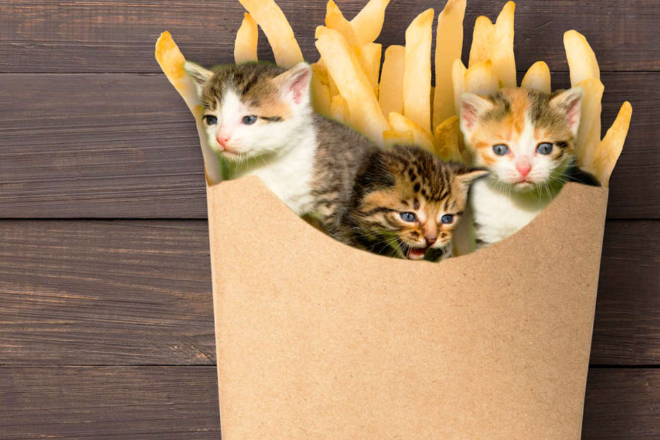 Drei kleine Katzenbabys wurden mitten in Düsseldorf in einer Papiertüte ausgesetzt (Montage).