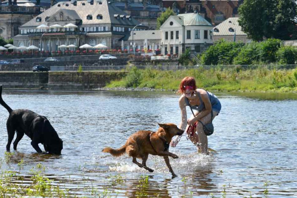 Auch Hunde brauchen Abkühlung. Sie können nicht schwitzen, nur hecheln.
