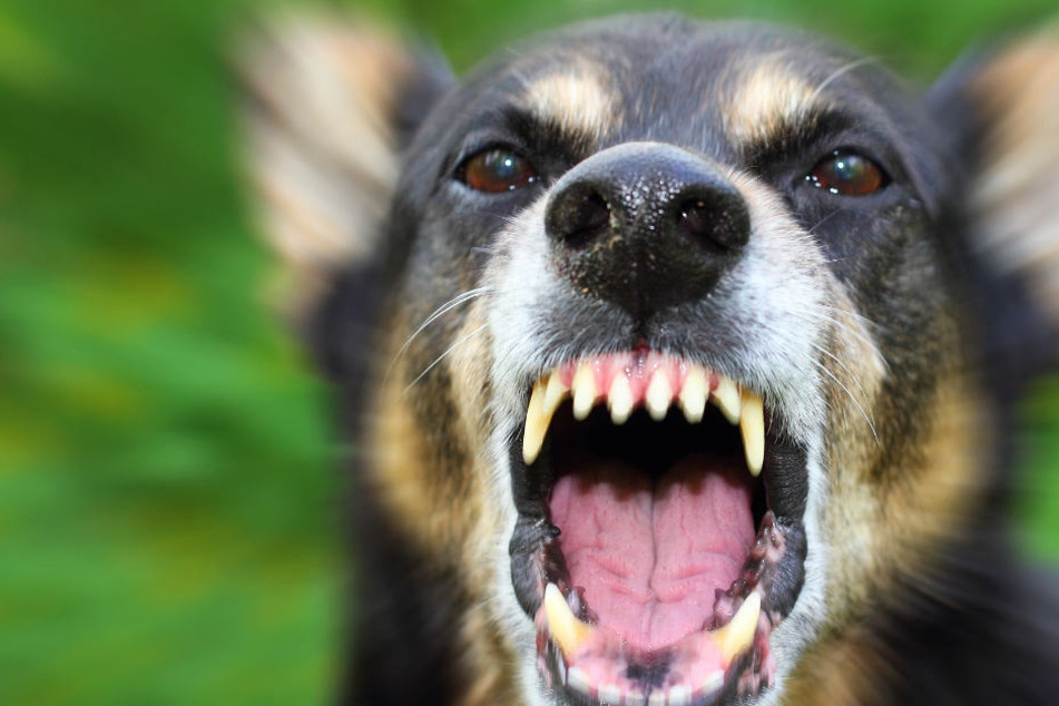 Der Hund griff auch die Polizisten an, die Beamten mussten das Tier erschießen (Symbolbild).