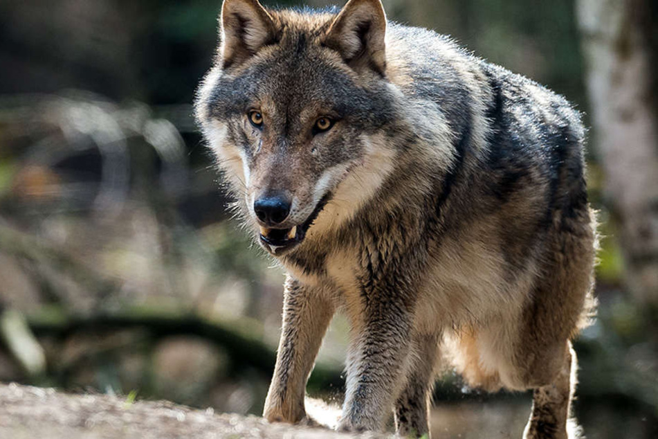 In den vergangenen Monaten kam es in Mecklenburg-Vorpommern, Niedersachsen, Brandenburg und Sachsen vermehrt zu Wolfsangriffen auf Weidetiere.