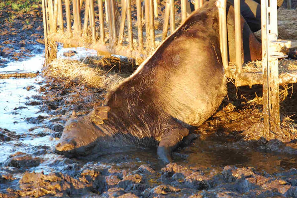 Das Zebu klemmte im Gitter eines Futterwagens.