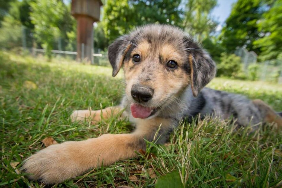 Jedes Tierheim hat Besuchszeiten. So können sich die Tiere zwischendurch auch immer wieder entspannen, denn zu viel Trubel kann schnell stressig werden.