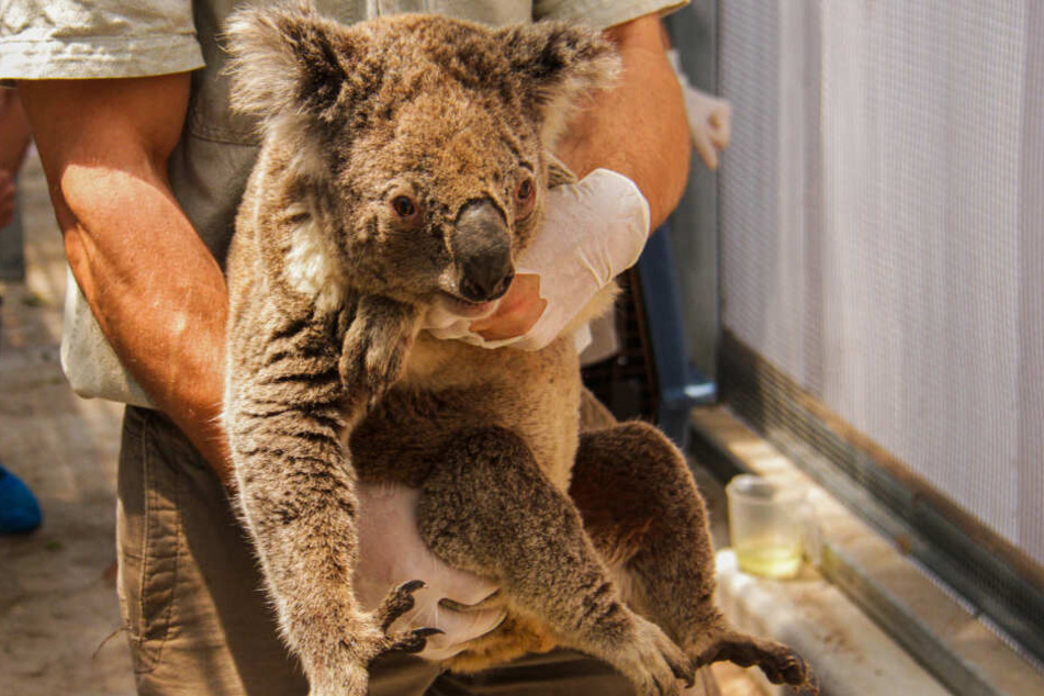 Ein Mitarbeiter des Taronga Zoos in Sydney trägt einen Koala, der vor den Buschfeuern in den Blue Mountains gerettet wurde.