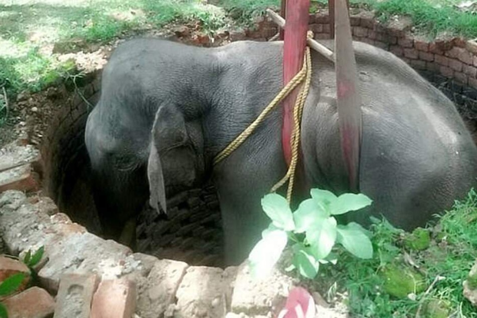 Der kleine indische Elefant wird aus dem Brunnen gezogen.