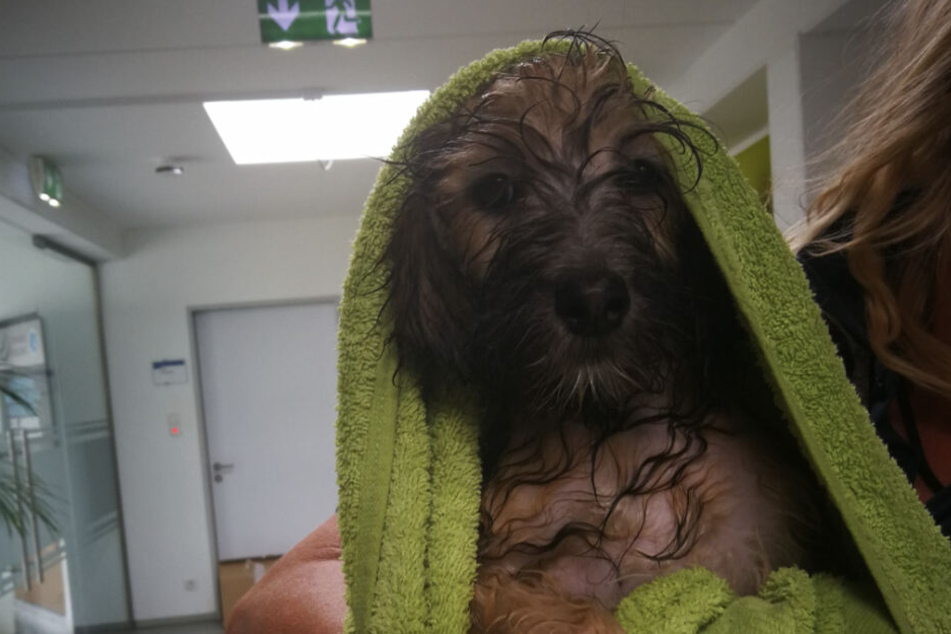 Die Hunde wurden mittlerweile tierärztlich untersucht.