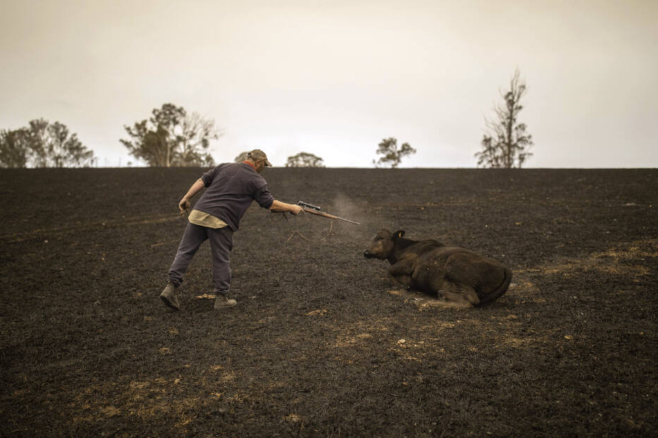 Steve Shipton erschießt ein verletztes Kalb seiner Herde, das durch ein Buschfeuer in Coolagolite im Bundesstaat New South Wales zum Teil bereits verendet ist.