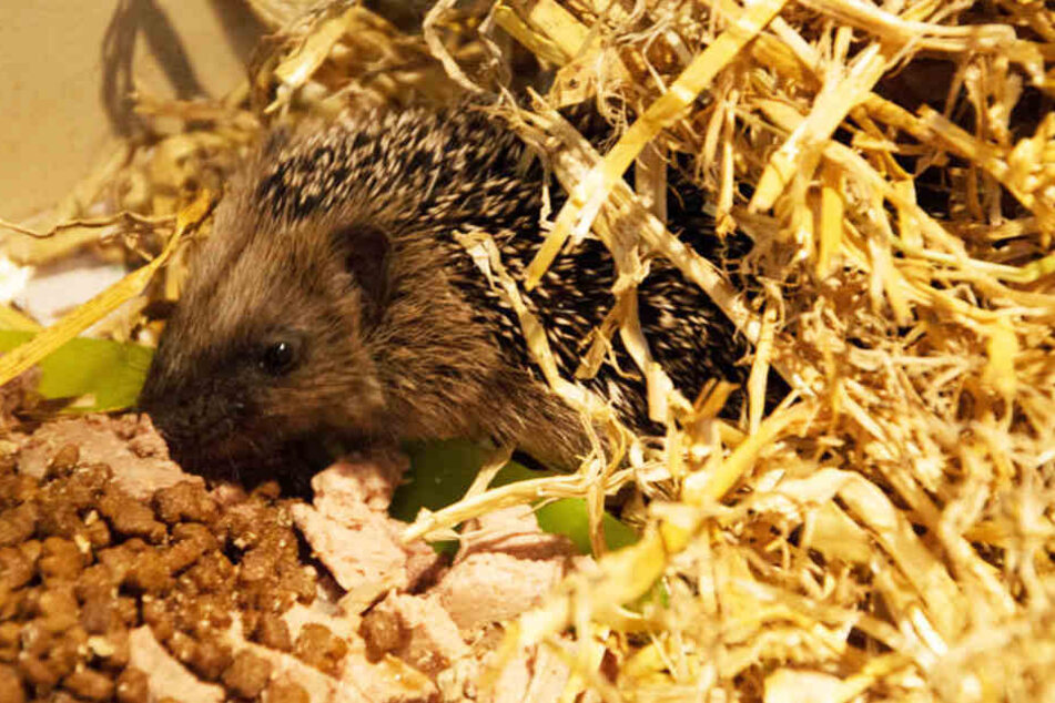 Wer helfen will, kann Katzenfutter zum Aufpäppeln der Igel benutzen. Kuhmilch dagegen ist Tabu!