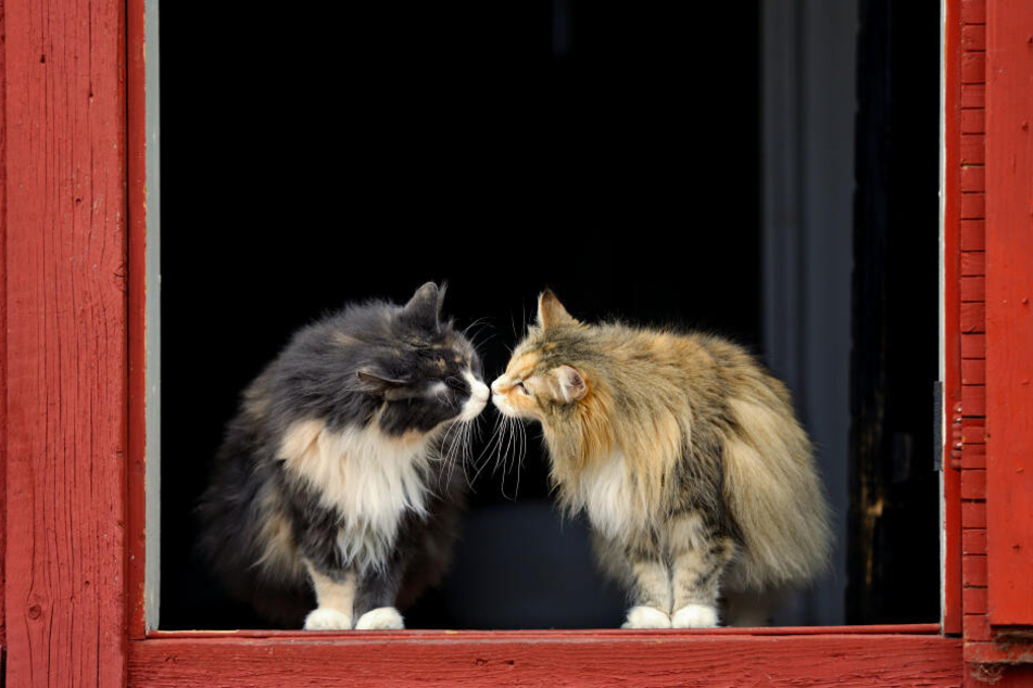 Die Norwegische Waldkatze: fellig, friedlich und freundlich