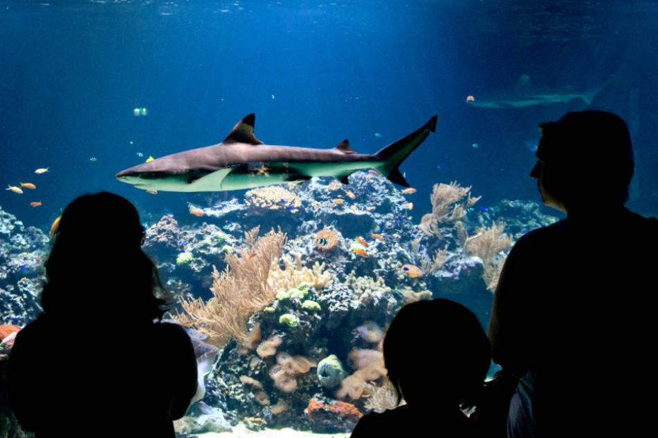 Schon nächstes Jahr soll "Shark City" eröffnet werden (Symbolfoto).