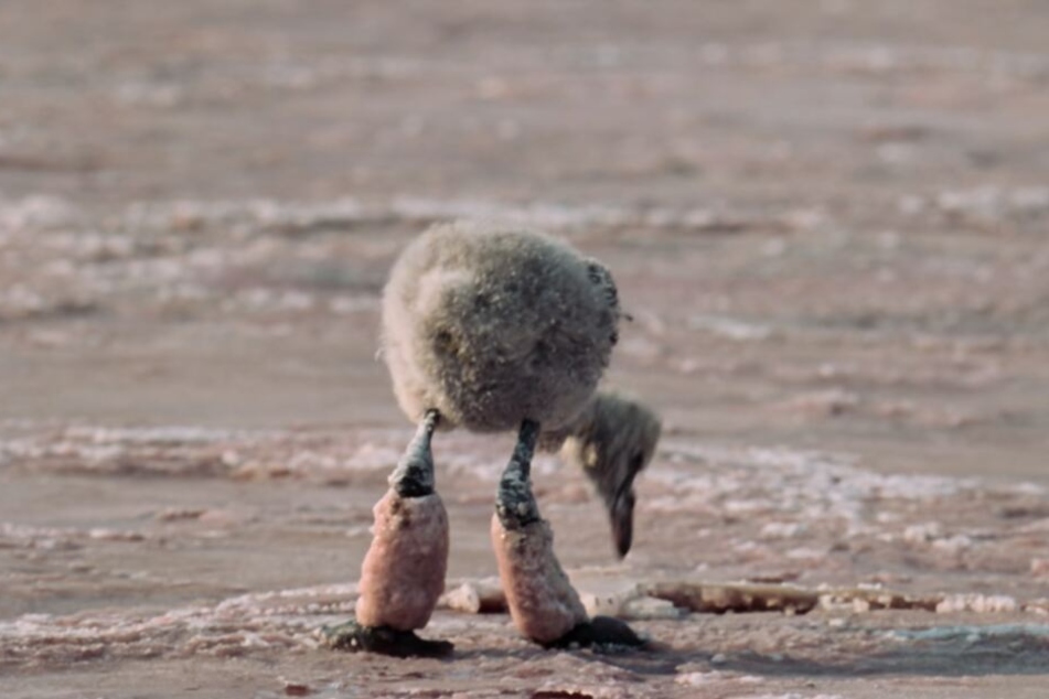 Der Baby-Flamingo hat dicke Salzklumpen an den Beinen. Diese Szene rührt viele User zu Tränen.