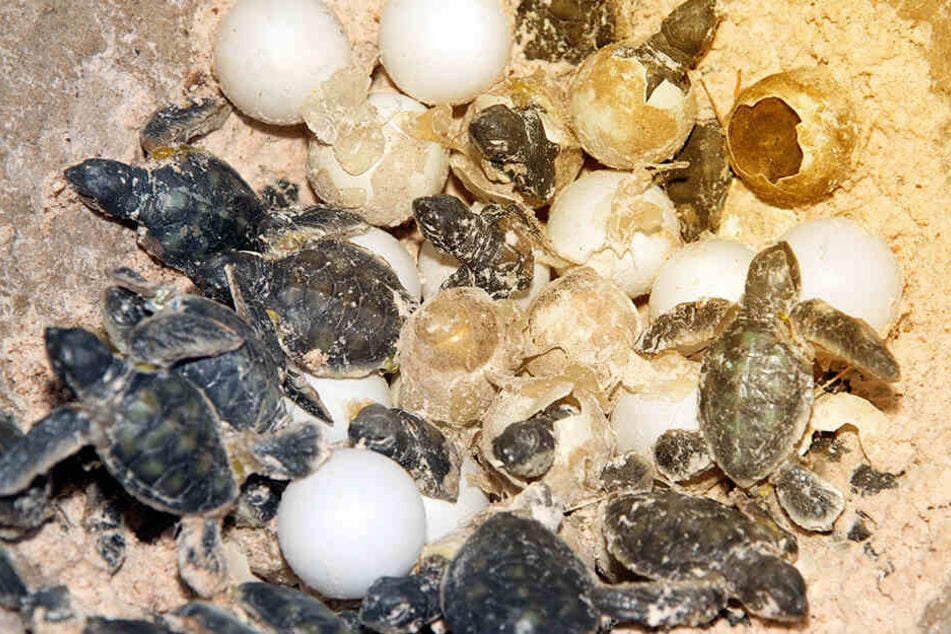 Die 41-Jährige wollte ein Gelege von geschützten Seeschildkröten zerstören.