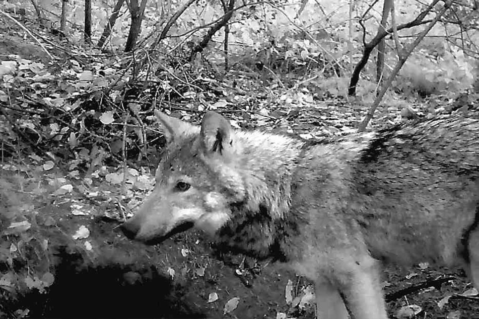 Erwischt! Dieser Wolf aus dem neuen Rudel tappte bei Dürrröhrsdorf-Dittersbach in eine Fotofalle.