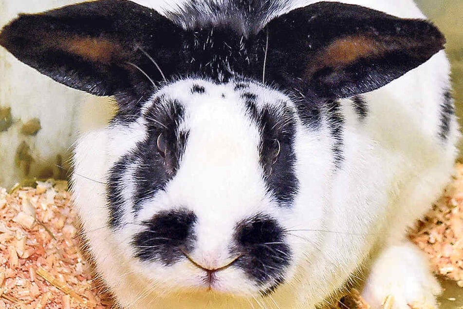Oreo wurde nicht artgerecht gehalten, wurde mit 300 Artgenossen aus einer Gartensparte befreit.