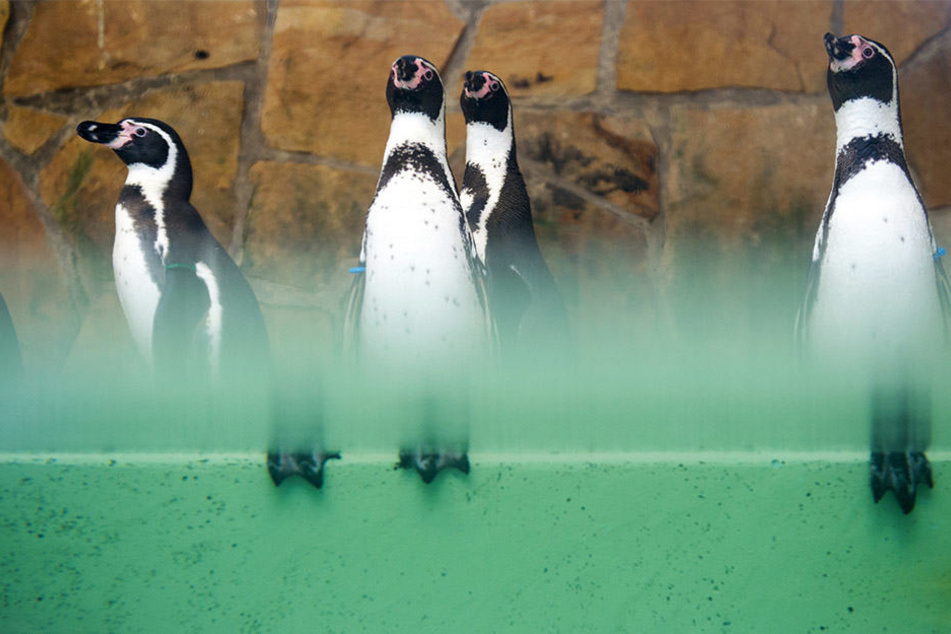 Die Humboldtpinguine sitzen während der Jahresinventur in ihrer Anlage.