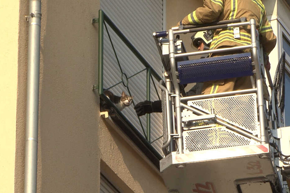 Die Katze befand sich im vierten Stock auf einem Fensterbrett.